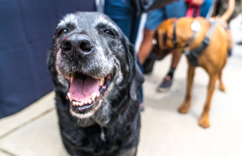 , Five Perfect Days with Your Pup