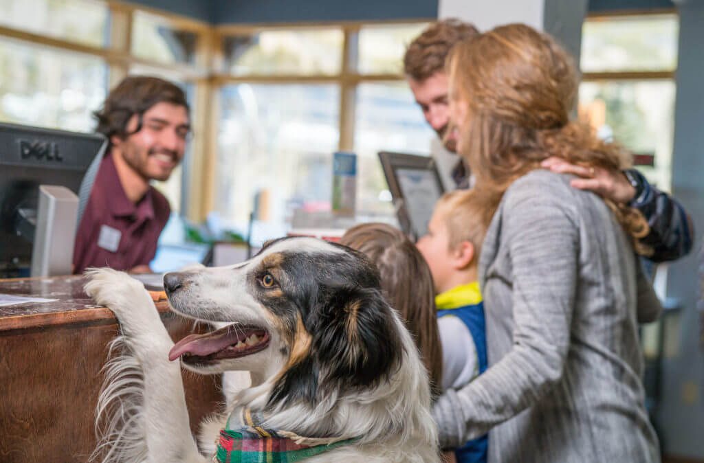 , Five Perfect Days with Your Pup