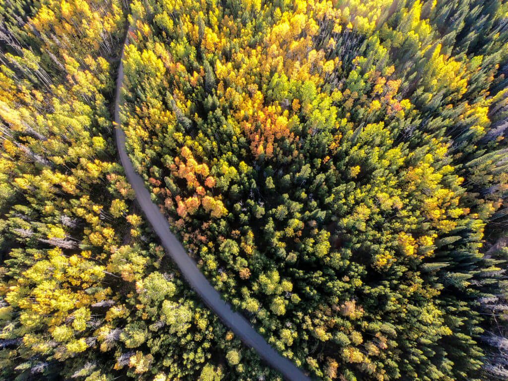 , A Fall Guide Beyond Just the Leaves