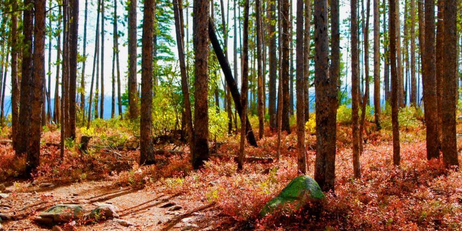 , A Fall Guide Beyond Just the Leaves