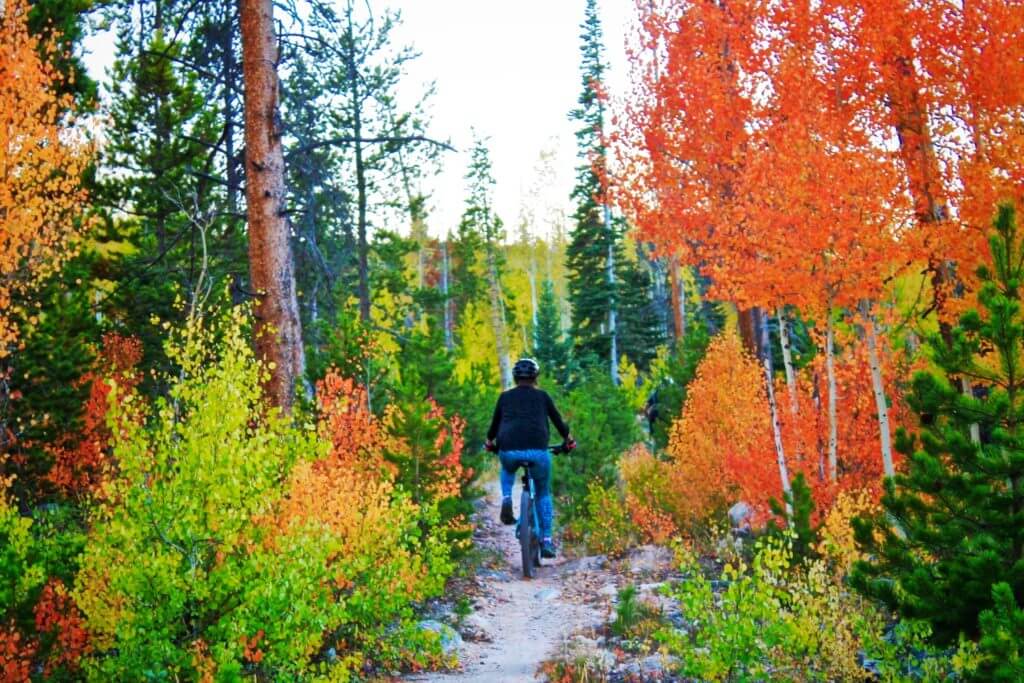 , A Fall Guide Beyond Just the Leaves