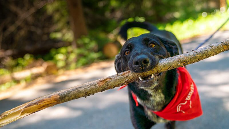 , Five Perfect Days with Your Pup