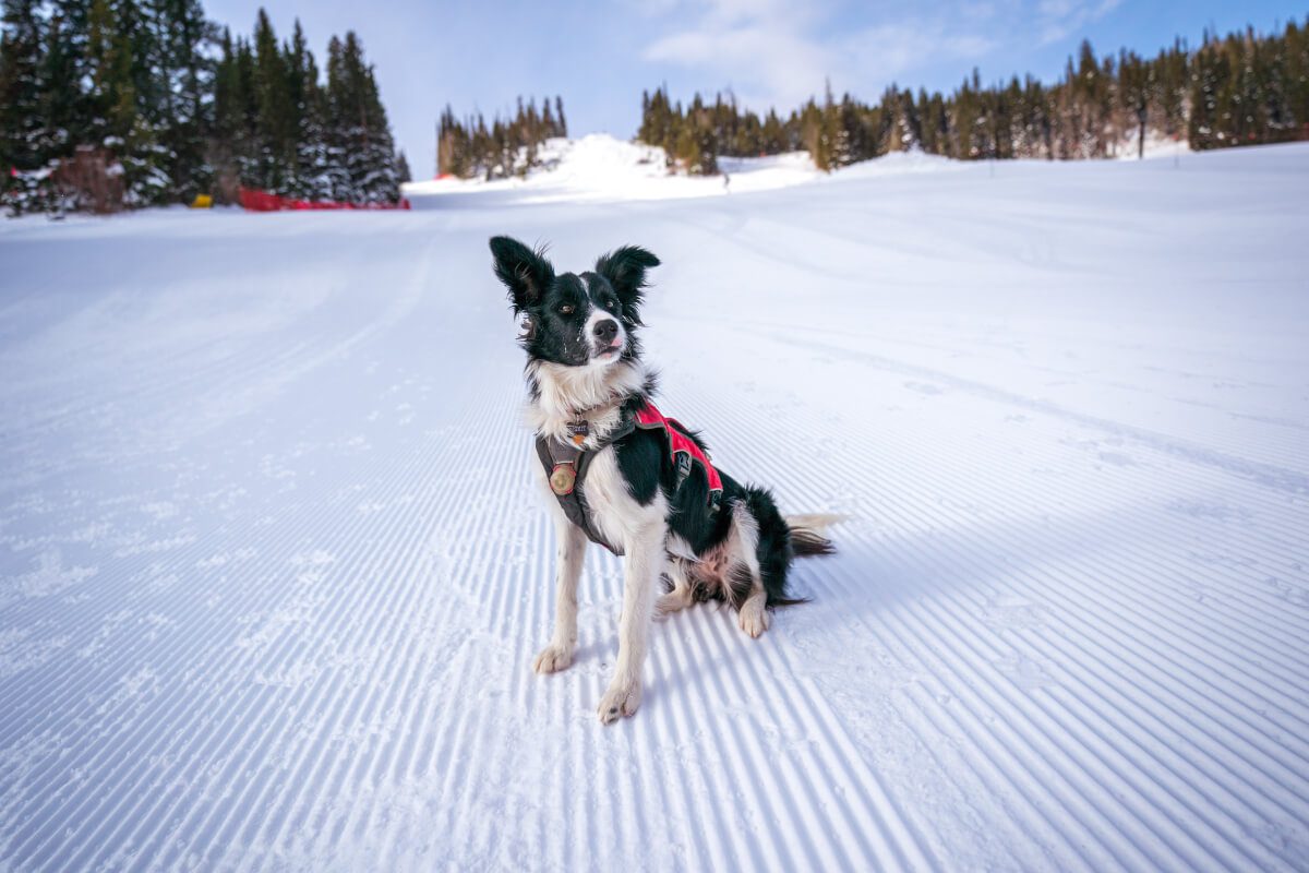 , Meet Winter Park’s Avalanche Rescue Dogs